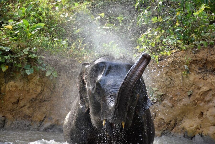 Krabi: Elephant Care House Guided Tour with Hotel Transfers - The 15-minute camp activity and one-hour refreshment stop
