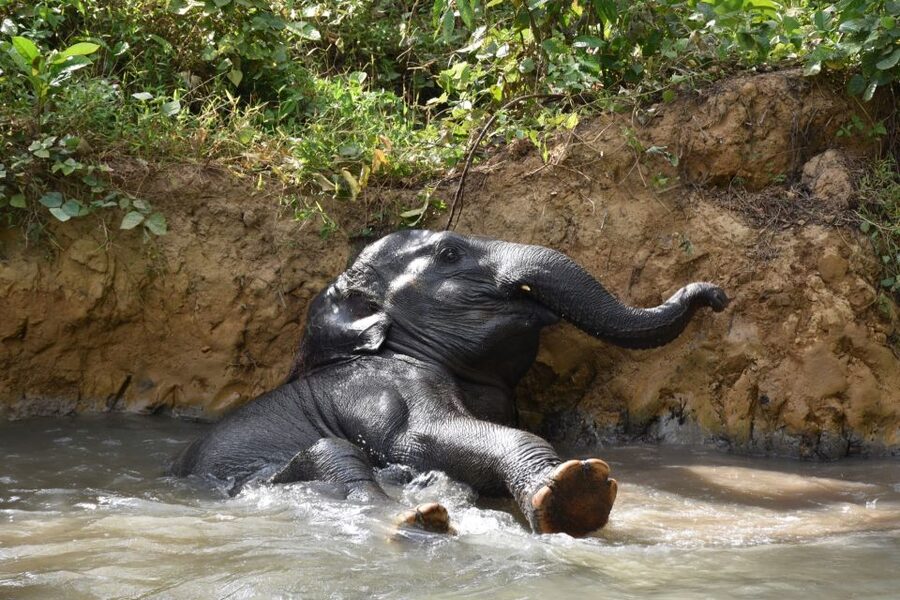 Krabi: Elephant Care House Guided Tour with Hotel Transfers - Is $57 a fair price?