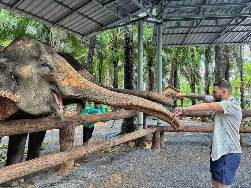Krabi: Elephant Feeding Program - Key points to know before booking