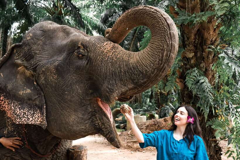 Krabi: Elephant Feeding Program - What the 30-minute schedule means