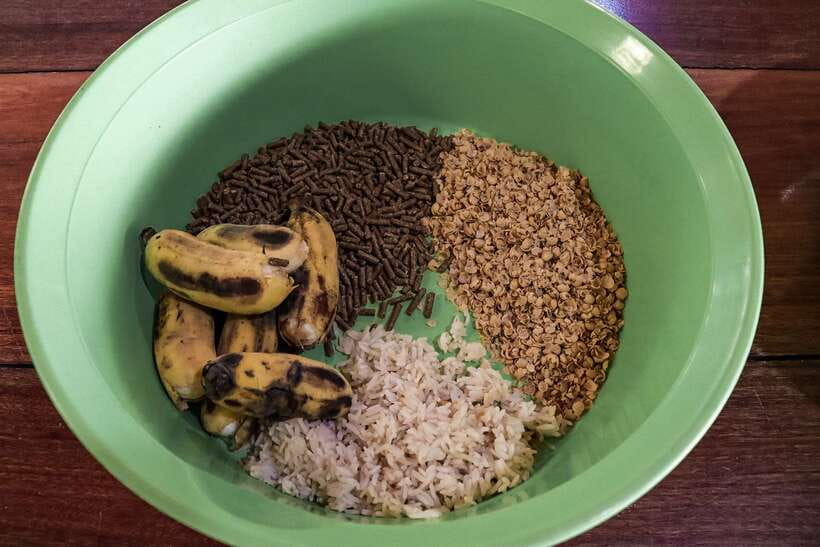 Krabi: Elephant Feeding Program - Who will enjoy this shelter visit most?