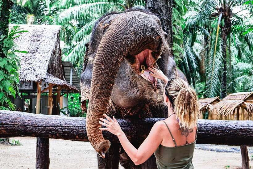 Krabi: Elephant Feeding Program - Rain, clothing, and simple preparation