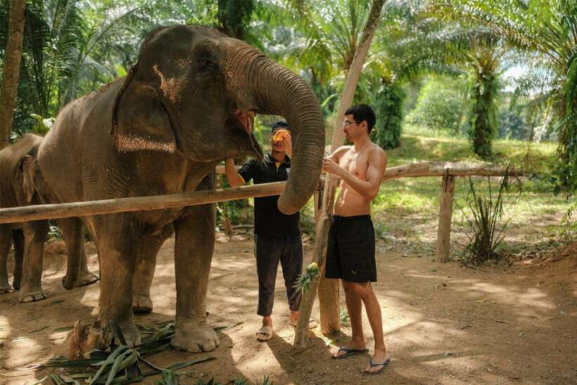 Krabi: Elephant Sanctuary (near Ao Nang) Visit - Meeting the elephants and learning the basics
