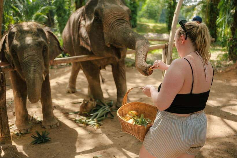 Krabi: Elephant Sanctuary (near Ao Nang) Visit - Feeding bananas, sugarcane, and seasonal fruit