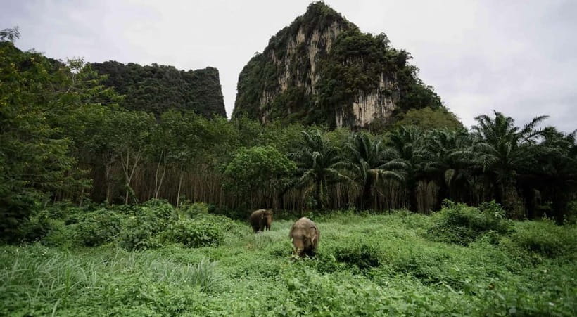 Krabi: Ethical Elephant Sanctuary & Tiger Cave Temple Tour - Why this Krabi combination works