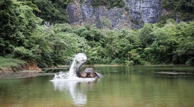 Krabi: Ethical Elephant Sanctuary & Tiger Cave Temple Tour - Starting with elephants at Krabi Elephant Green Sanctuary