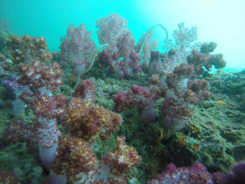 Krabi: Freediving and Snorkeling at Yawasam and Talu Island - The most important details at a glance