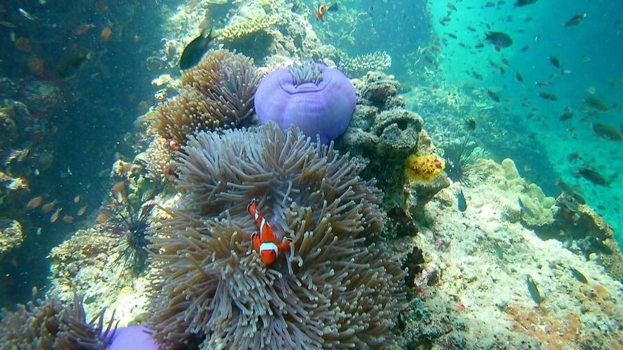 Krabi: Freediving and Snorkeling at Yawasam and Talu Island - Weather, tide, and the limits of the schedule