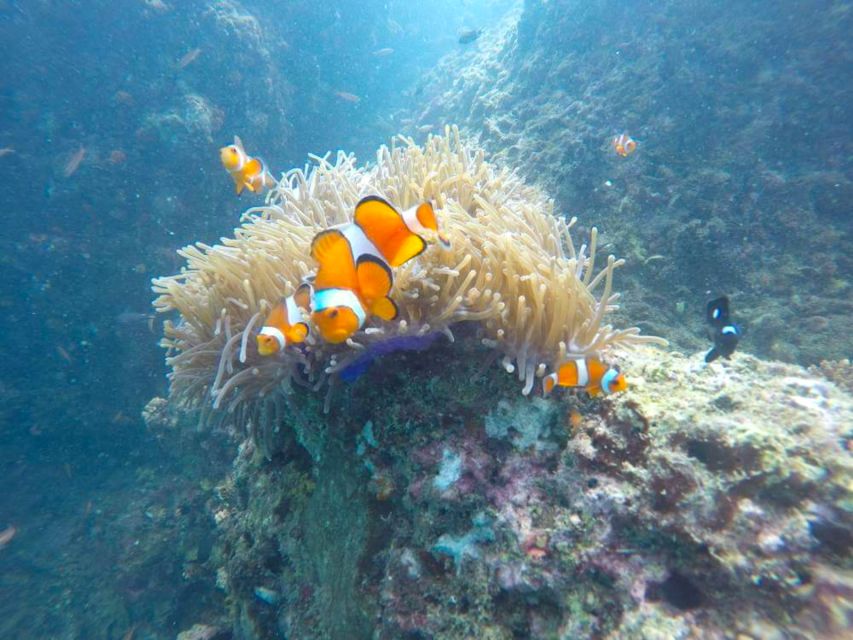 Krabi: Freediving and Snorkeling at Yawasam and Talu Island - Buya Beach on Koh Poda brings the slow part