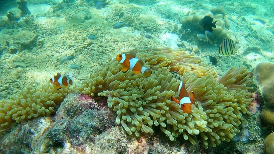 Krabi: Freediving and Snorkeling at Yawasam and Talu Island - Equipment, photos, and food