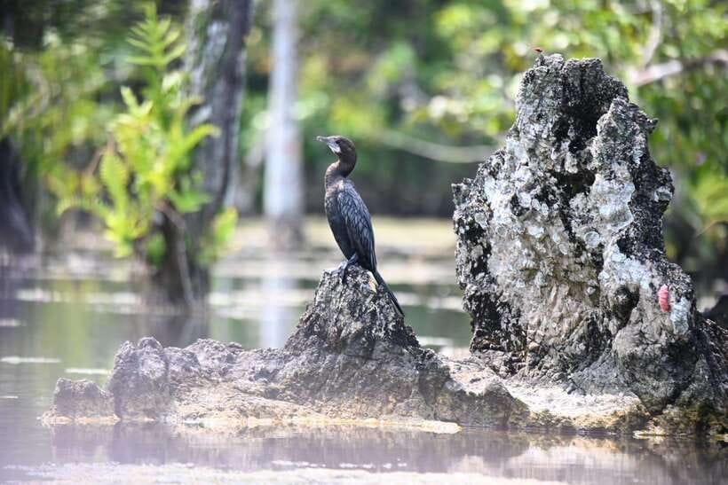 Krabi: Klong Root (Crystal lake) Kayaking tour - Morning, afternoon, or sunset?
