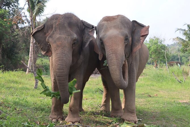 Living Green Elephant Sanctuary Experience near Bangkok & Pattaya - What the Living Green experience is trying to do