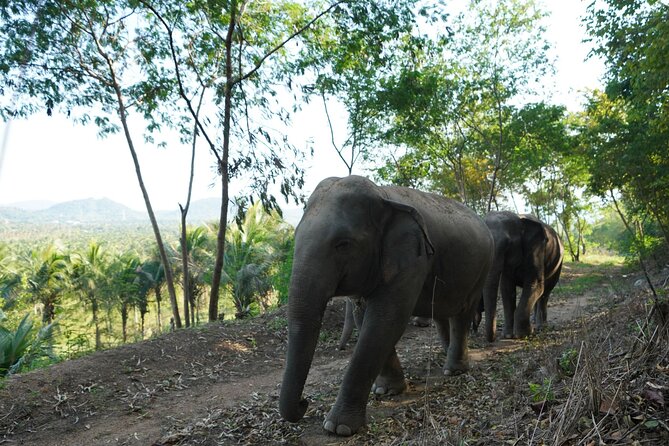 Living Green Elephant Sanctuary Experience near Bangkok & Pattaya - Meeting the elephants in the forest