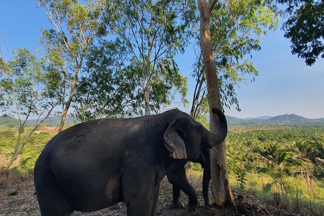 Living Green Elephant Sanctuary Experience near Bangkok & Pattaya - Walking to the 180-degree viewpoint