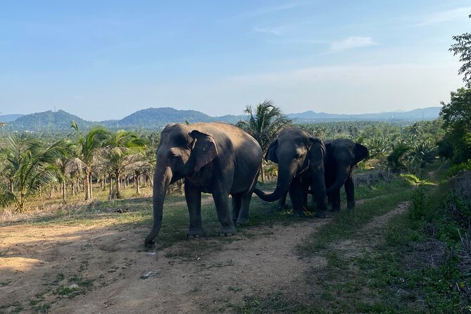 Living Green Elephant Sanctuary Experience near Bangkok & Pattaya - Feeding, walking, and the watering area