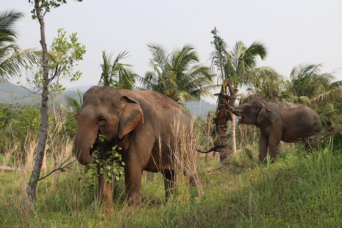 Living Green Elephant Sanctuary Experience near Bangkok & Pattaya - Lunch, photos, and the quiet finish