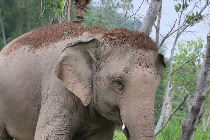 Living Green Elephant Sanctuary Experience near Bangkok & Pattaya - Who will enjoy this day trip most