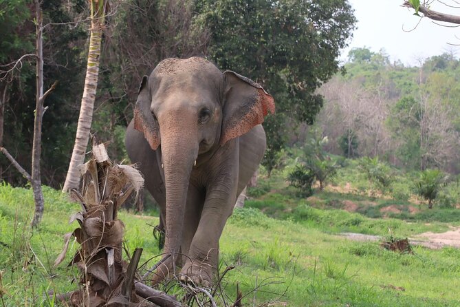 Living Green Elephant Sanctuary Experience near Bangkok & Pattaya - The Bangkok departure and the real cost of the day