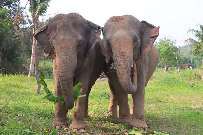 Living Green Elephant Sanctuary Tour from Bangkok and Pattaya - Feeding, walking, and watching the elephants