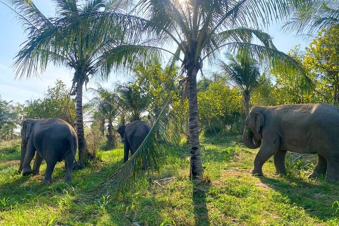 Living Green Elephant Sanctuary Tour from Bangkok and Pattaya - Lunch after the elephant activities