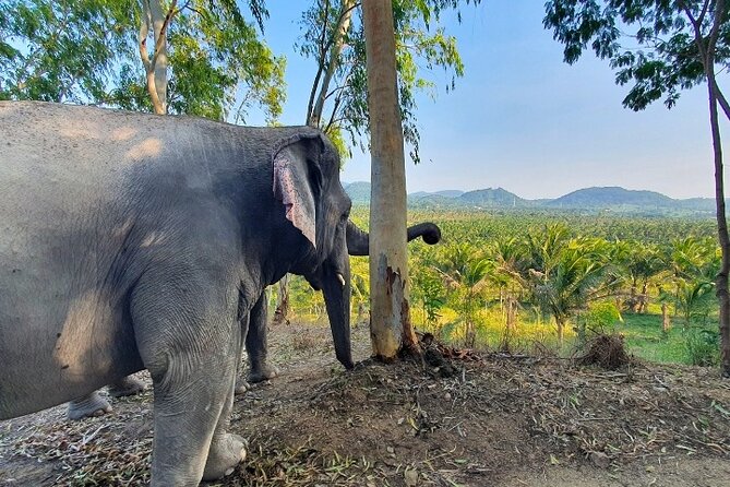 Living Green Elephant Sanctuary Tour from Bangkok and Pattaya - What the $55.09 price really covers