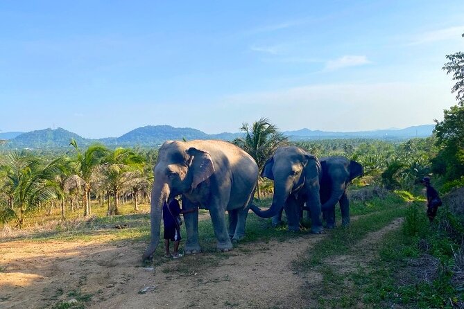 Living Green Elephant Sanctuary Tour from Bangkok and Pattaya - Practical clothing and packing advice