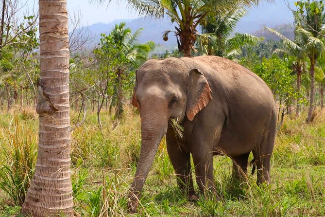 Living Green Elephant Sanctuary Tour from Bangkok and Pattaya - Who will enjoy this experience most