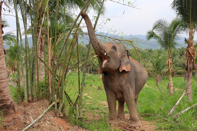 Living Green Elephant Sanctuary Tour from Bangkok and Pattaya - From Ekkamai to Chonburi