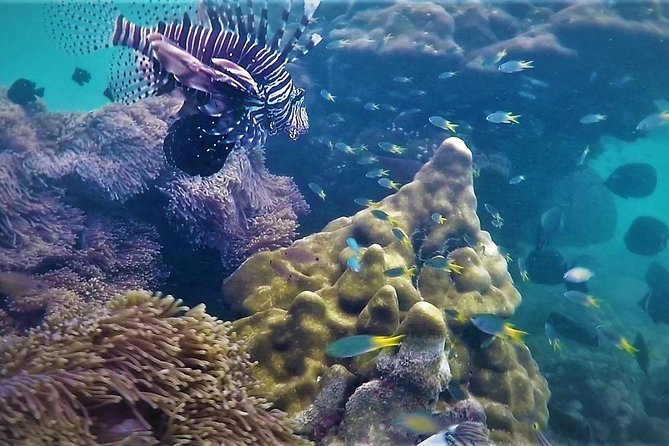 Local Reef Snorkelling and Deserted Beach - Key points to know before booking