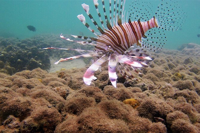 Local Reef Snorkelling and Deserted Beach - The local taxi ride to the fishing pier