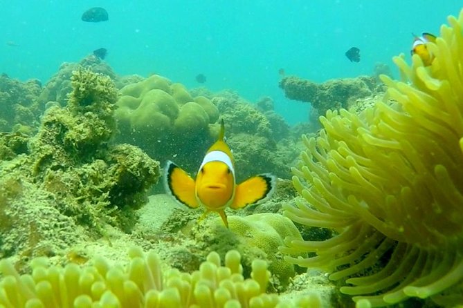 Local Reef Snorkelling and Deserted Beach - The quiet beach and local-style lunch