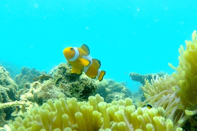 Local Reef Snorkelling and Deserted Beach - The guides make a real difference