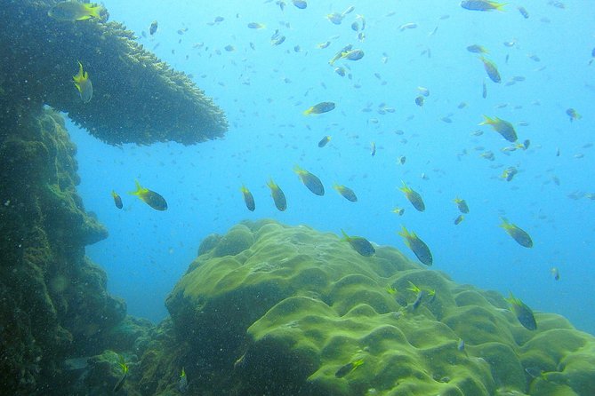 Local Reef Snorkelling and Deserted Beach - What the $101.05 price buys you