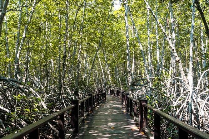 Mangrove Forest Hike and River Boat Ride with Private Guide from Hua Hin - Why This Day Trip Works From Hua Hin