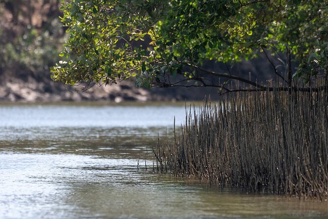 Mangrove Forest Hike and River Boat Ride with Private Guide from Hua Hin - Who Should Book This Hua Hin Excursion?