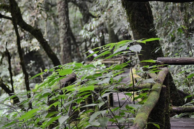Mount Doi Inthanon Hiking & Bird Watching - Why Doi Inthanon makes a strong day trip