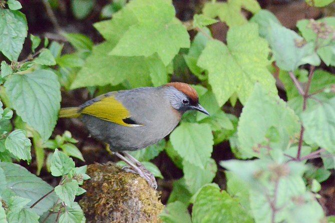 Mount Doi Inthanon Hiking & Bird Watching - Food, transport, and what the $152.50 covers