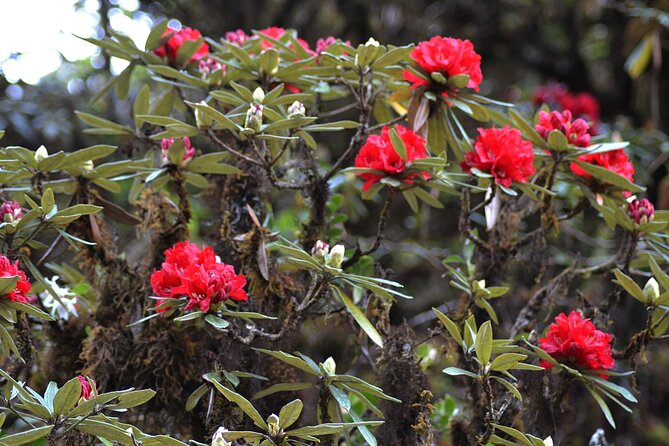 Mount Doi Inthanon National Park Sunrise and Hiking - Coffee at Mae Khlang Luang Village