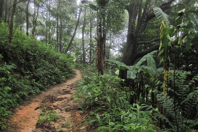 No.1 Chiang Mai: Advanced XC Downhill Biking, Doi Suthep N. Park - Advanced single track in Doi Suthep-Pui National Park