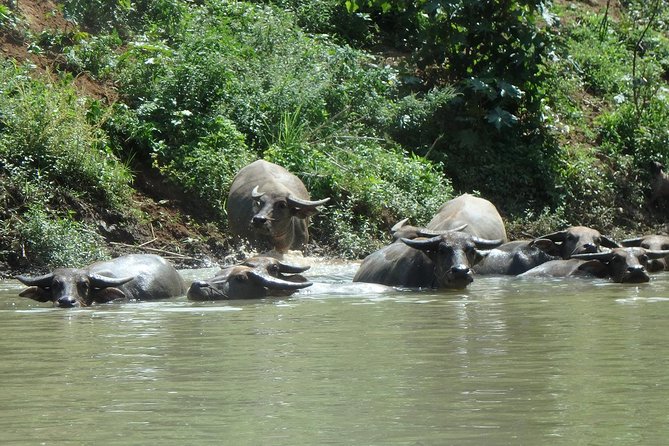 No.1 Chiang Mai: Leisure River Kayaking: Mae Taeng forest Reserve - Who should book this kayaking experience