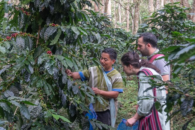 Off the Map Chiang Mai Jungle Coffee Trek Roast and Brew - Brewing with the V60 pour-over method