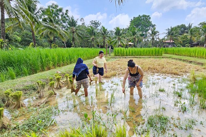 Old Phuket Farm Ticket - Countryside Local Life Culture - Meeting buffaloes and seeing old farm work