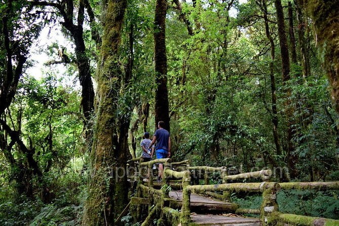 One day Doi Inthanon National Park & Trekking on Kew Mae Pan - Key points to know before booking