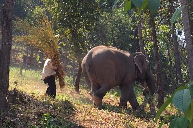 One day Elephants in Nature Experience & Grand Canyon Jumping - Key points to know before you book