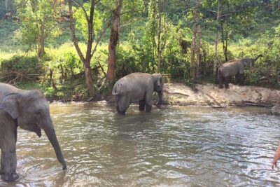 One day Elephants in Nature Experience & Grand Canyon Jumping