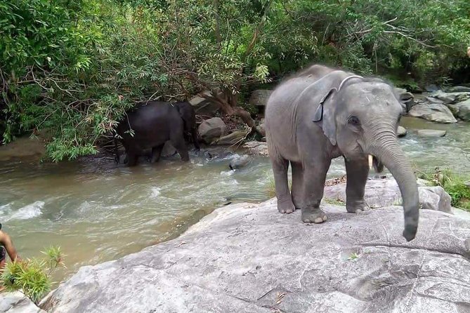 One day Elephants in Nature Experience & Grand Canyon Jumping - Who will enjoy this day trip most?