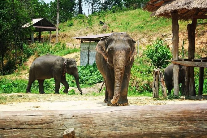 One day Elephants in Nature Experience & Grand Canyon Jumping - Practical details that affect your day