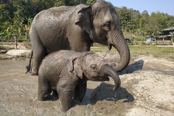 One Day Hiking and Elephant experience by Chiang Mai Elephant Home - Bamboo rafting for about one hour
