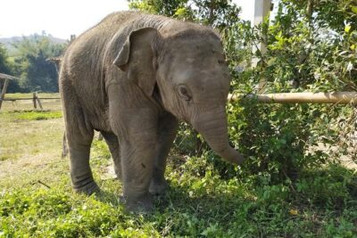 One Day Hiking and Elephant experience by Chiang Mai Elephant Home