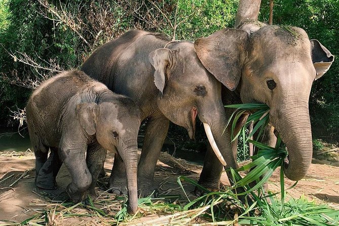 One Day Hiking and Elephant experience by Chiang Mai Elephant Home - Two hours through jungle, farms, and rice terraces